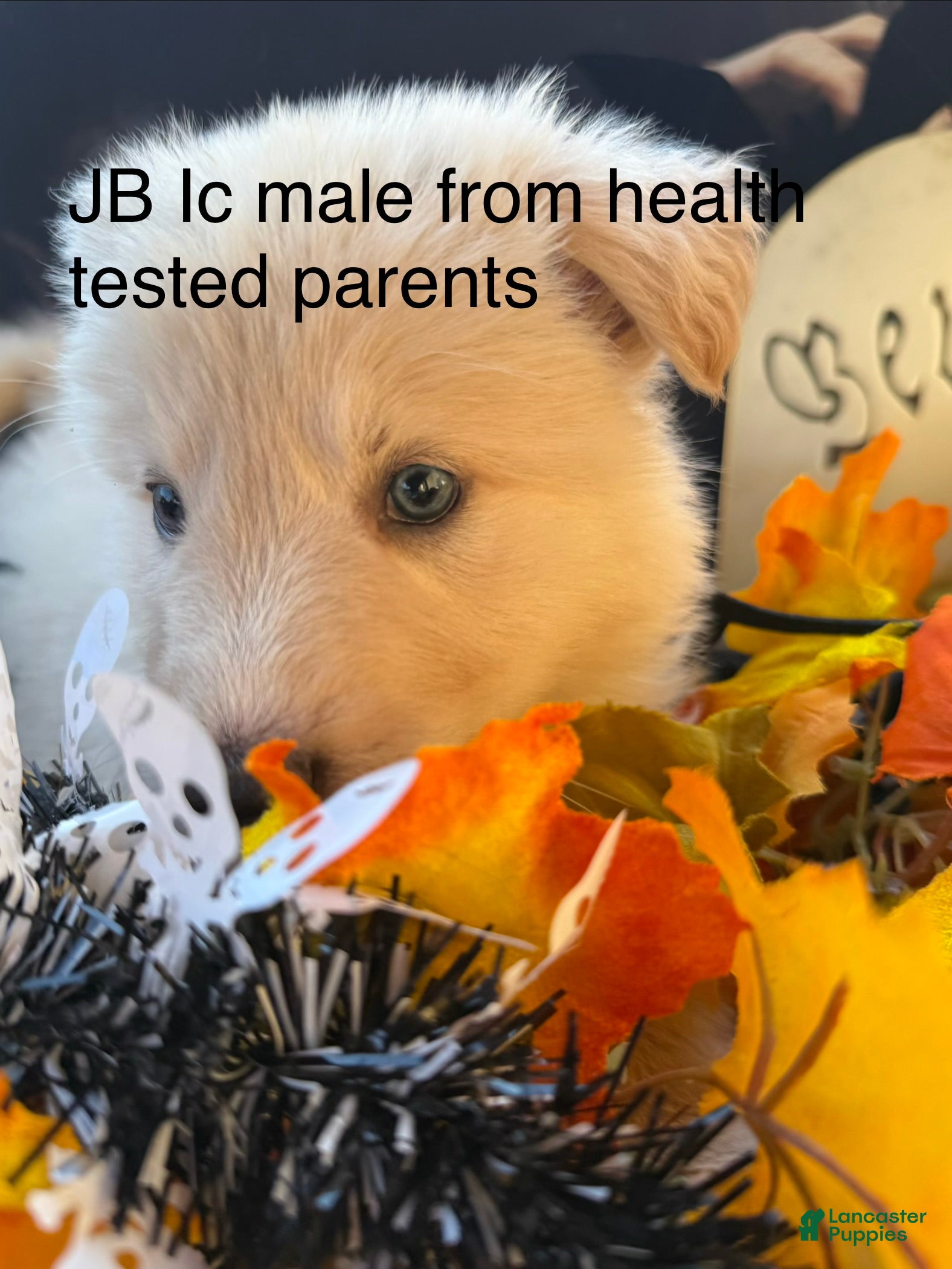German Shepherd dogs for sale: JB long coat white male  - Ad 19