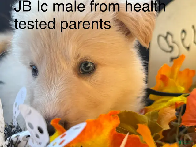 German Shepherd dogs for sale: JB long coat white male - Ad 19