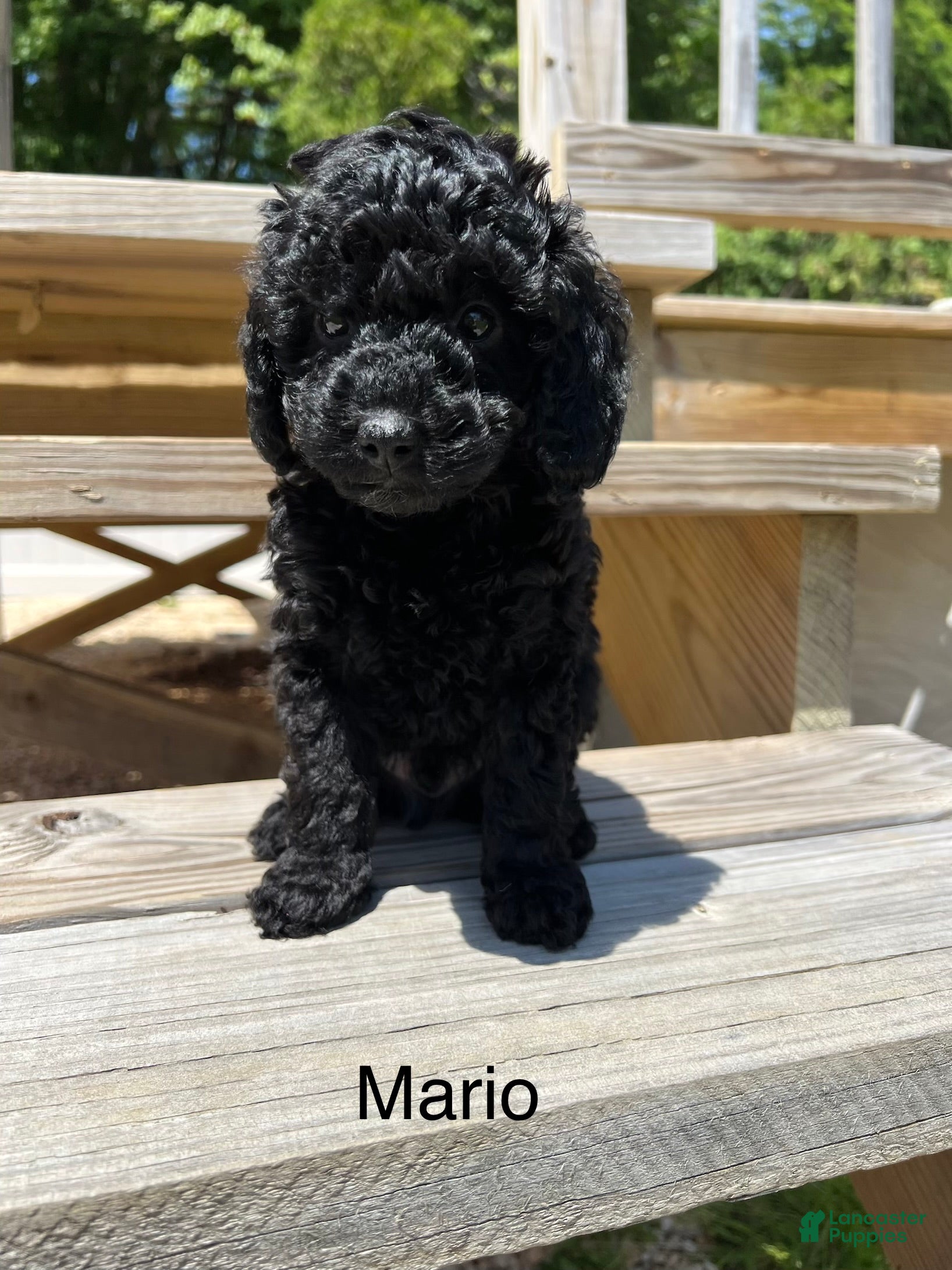 Miniature Poodle dogs for sale: Mario - Ad 2