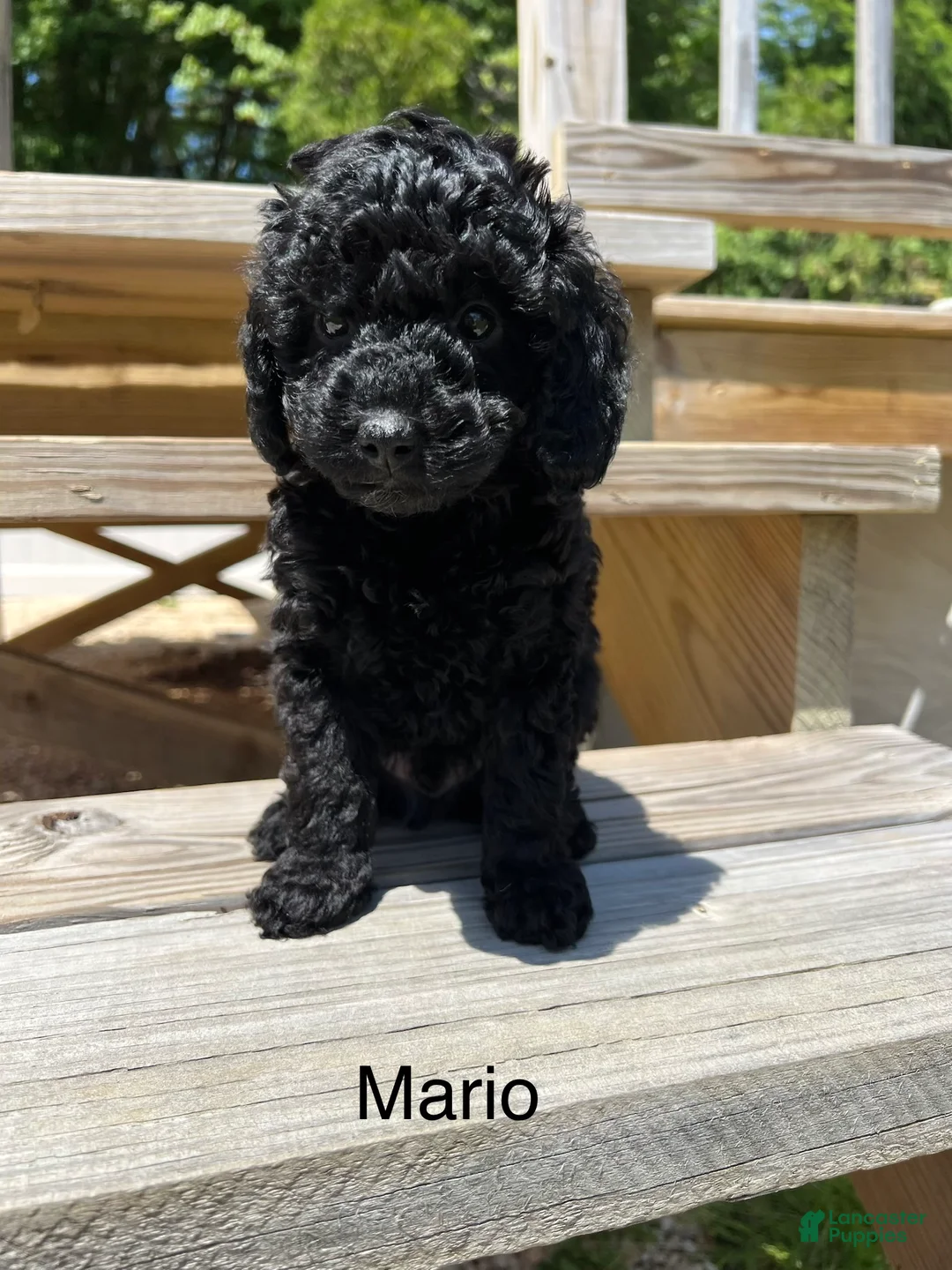 Miniature Poodle dogs for sale: Mario - Ad 1