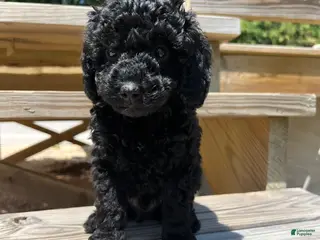 Miniature Poodle dogs for sale: Mario - Ad 2