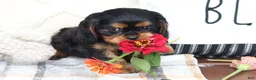 Cavalier King Charles Spaniel dogs for sale: Max - Ad 3