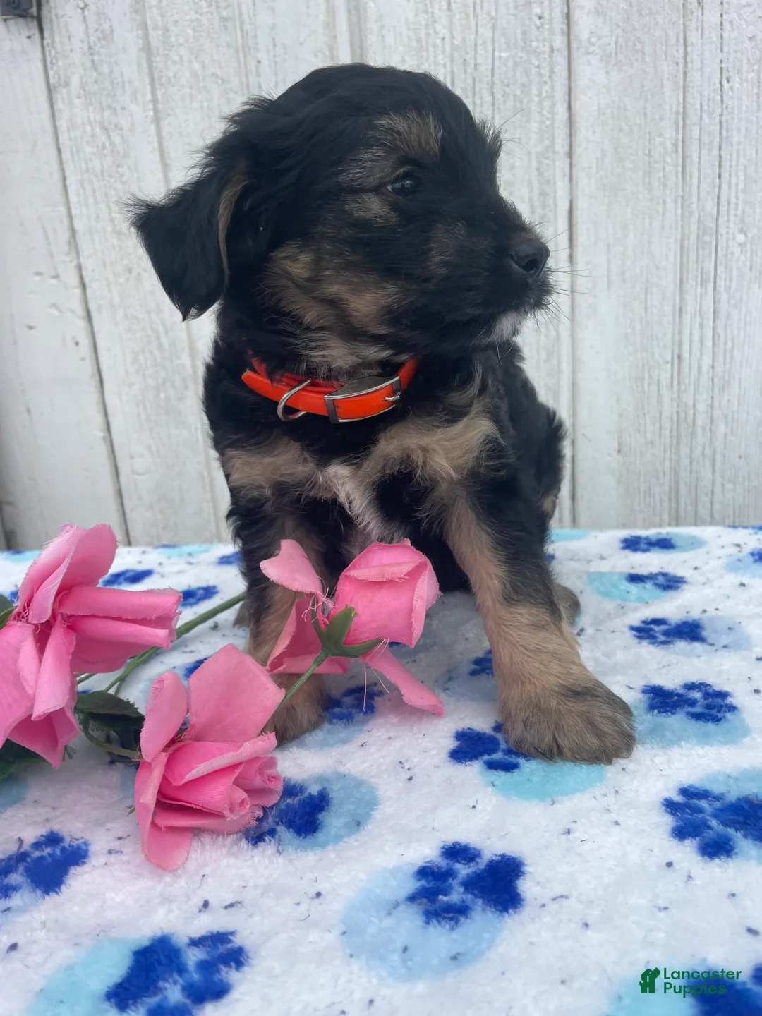 Mixed Breed dogs for sale: Dash - Ad 2