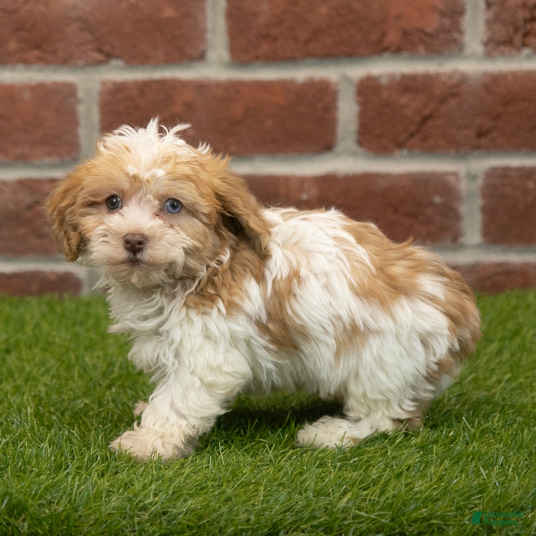 Havapoo dogs for sale: Wally - Ad 3