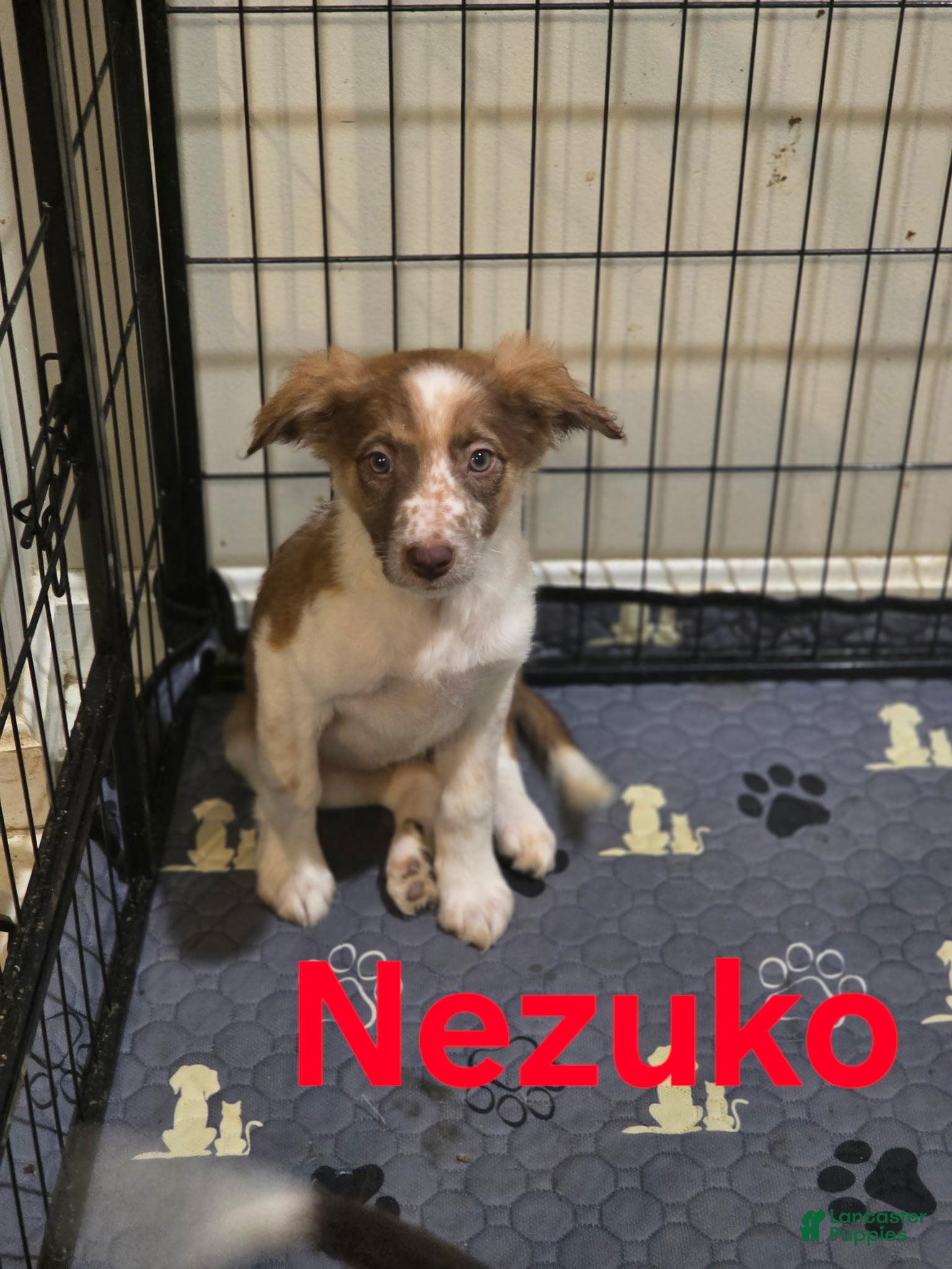 Border Collie dogs Nezuko - Ad 37