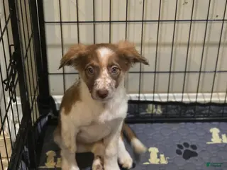 Border Collie dogs Nezuko - Ad 37