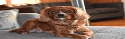 Cavalier King Charles Spaniel dogs for sale: Ugo  - Ad 9