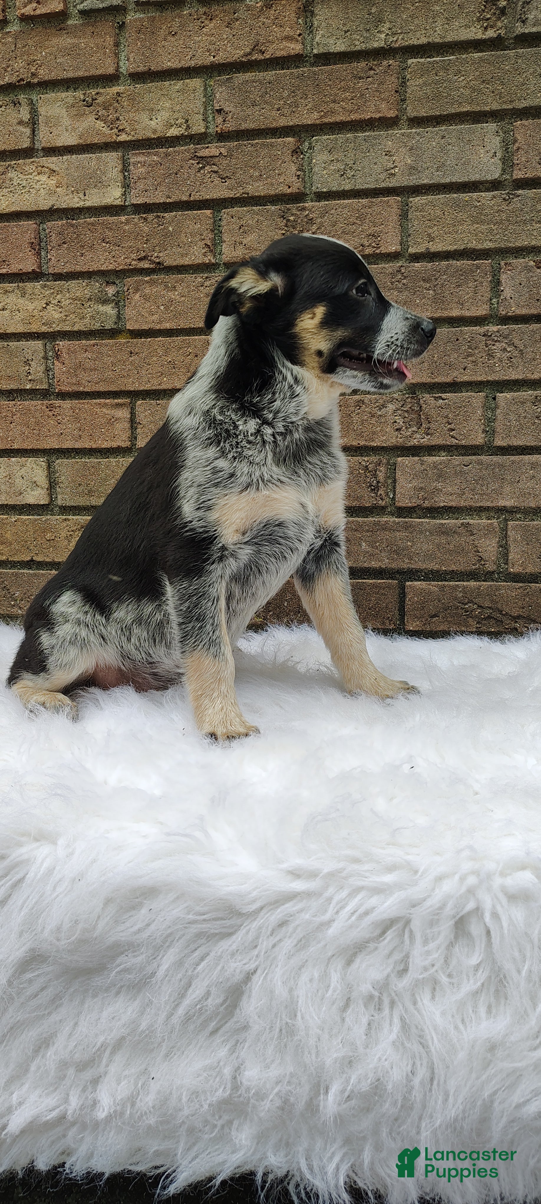 Mixed Breed dogs Lucy - Ad 1