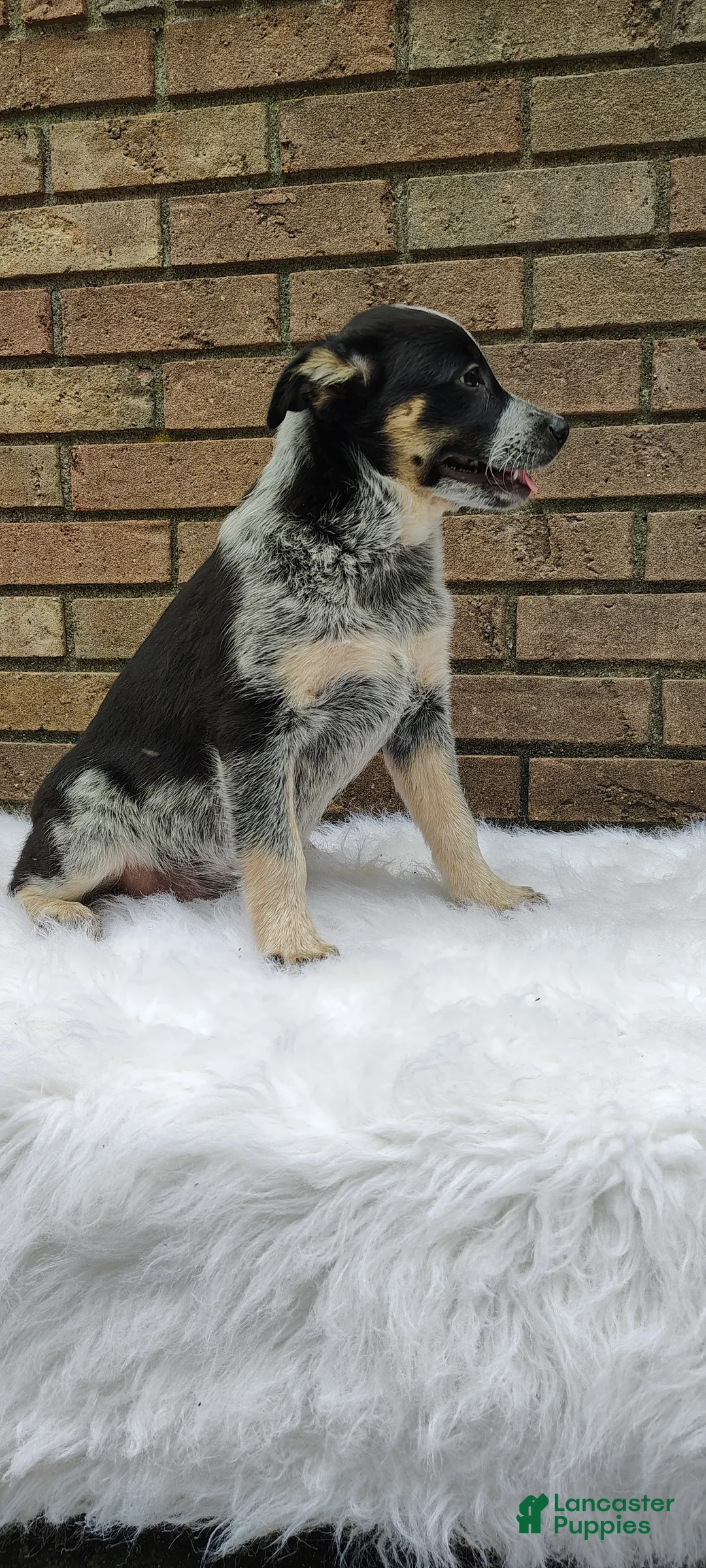 Mixed Breed dogs for sale: Lucy - Ad 1