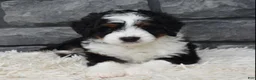 Mini Bernedoodle dogs for sale: Carly  - Ad 5