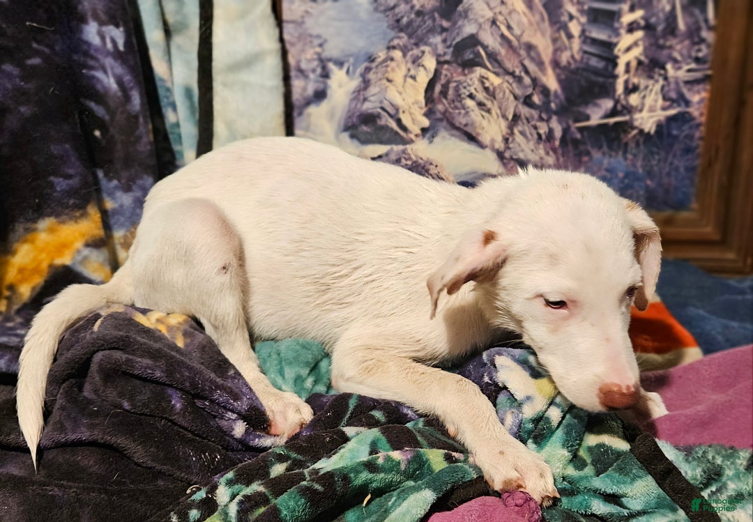 Border Collie dogs for sale: Hissy - Ad 10