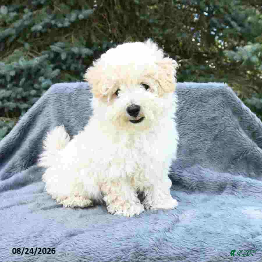 Maltipoo dogs Russell - Ad 1