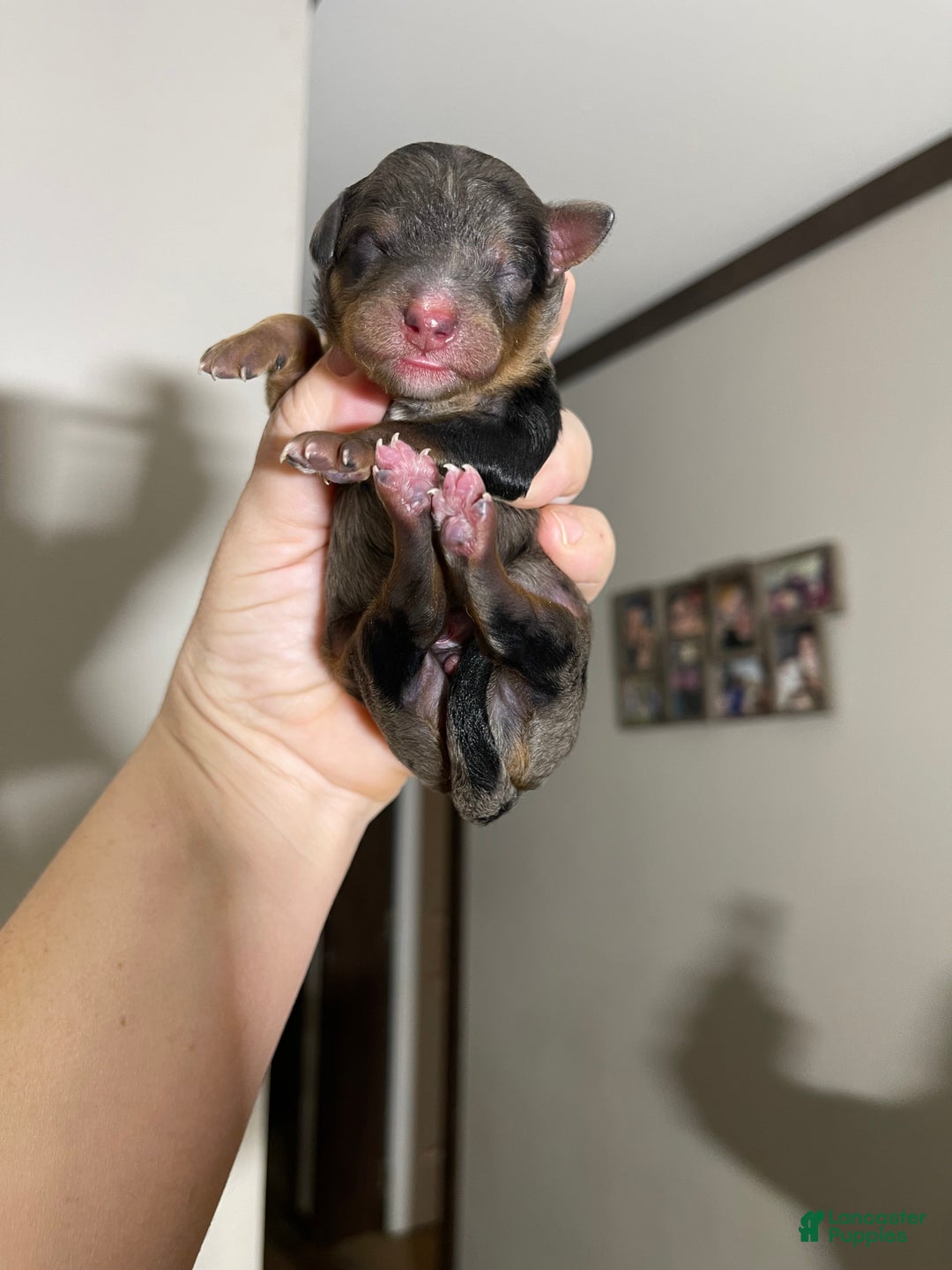 Miniature Poodle dogs for sale: Akc Blue Merle Phantom  - Ad 13