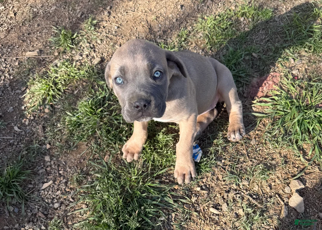 Cane Corso dogs for sale: Cane Corso Puppy 3 - Ad 1