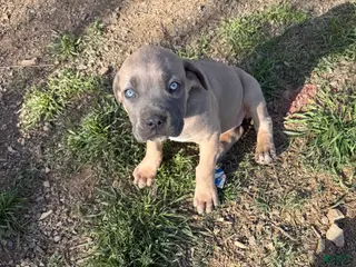 Cane Corso dogs Cane Corso Puppy 3 - Ad 5