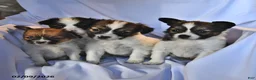 Papillon dogs for sale: Luna  - Ad 5