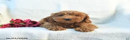 Cockapoo dogs for sale: Jason - Ad 2