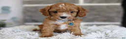 Cavapoo dogs for sale: Beanie - Ad 6