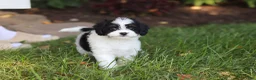 Cavapoo dogs for sale: Lacey - Ad 15