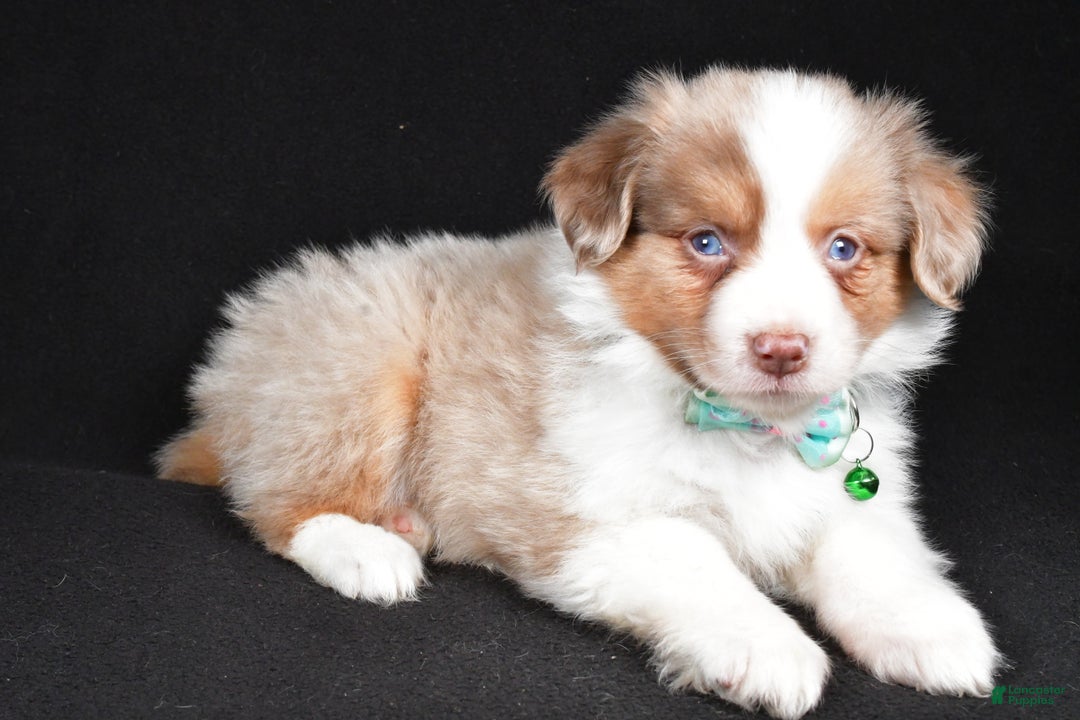 Mini Aussiedoodle dogs for sale: Snickers - Ad 2