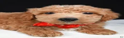 Mini Goldendoodle dogs for sale: Sparky F1B - Ad 4