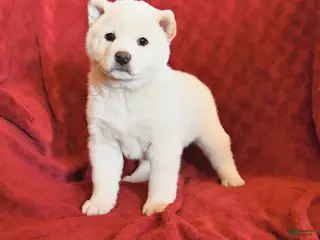 Shiba Inu dogs Snowball - Ad 34