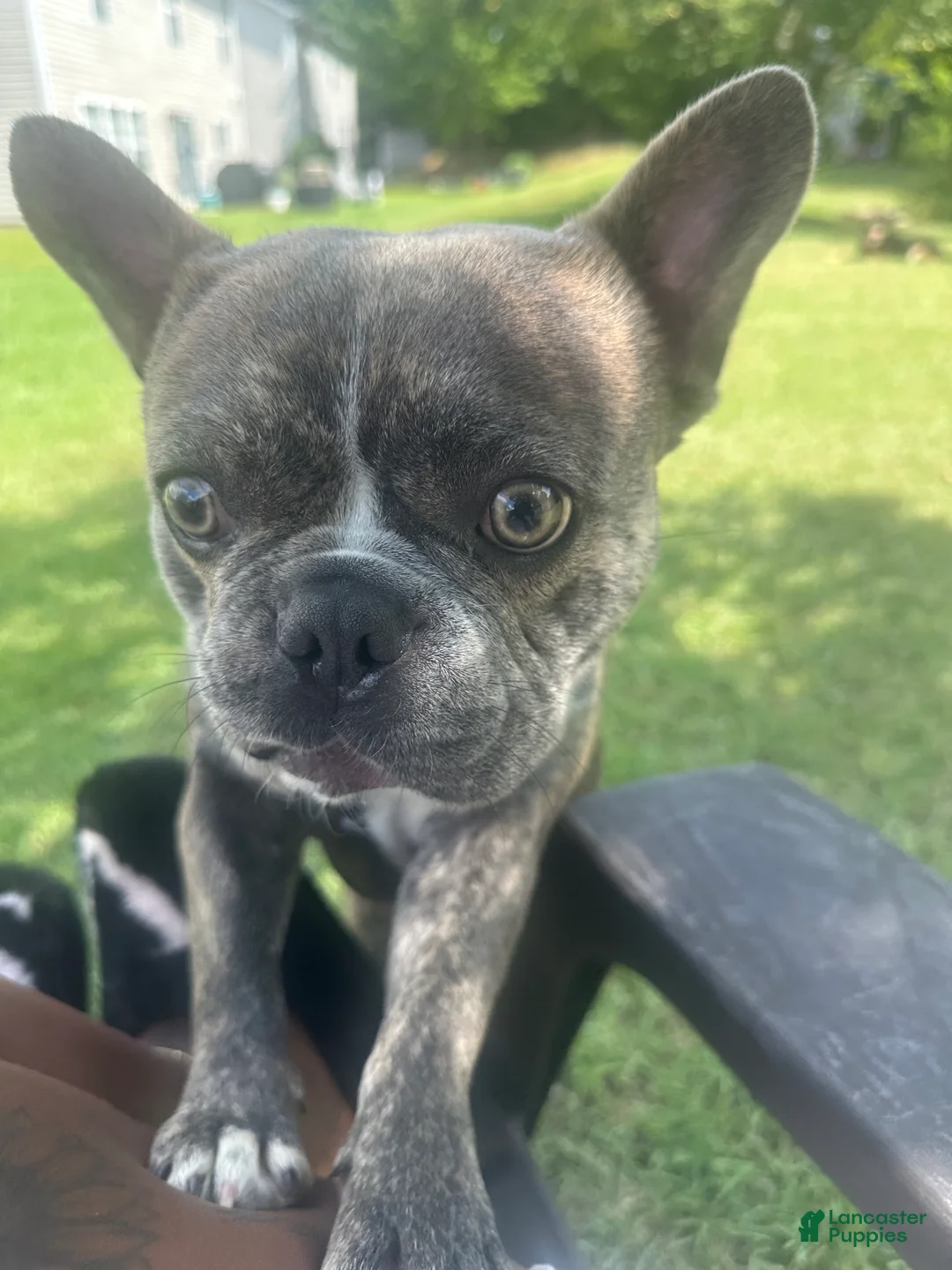 French Bulldog dogs for sale: Stitch - Ad 4