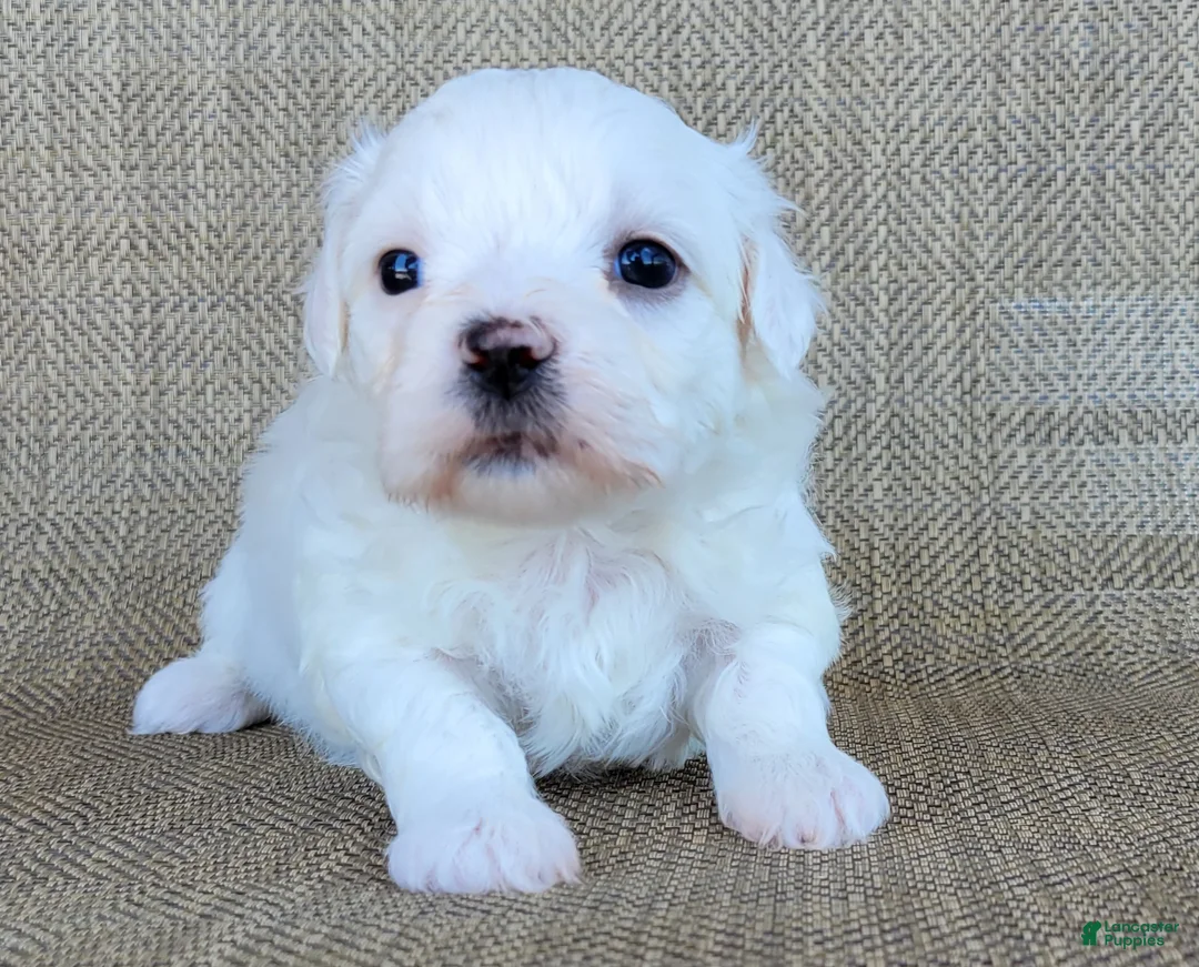 Teddy Bear dogs for sale: Pearl - Ad 2