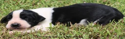 Great Dane dogs for sale: Great Dane 3 - Ad 7