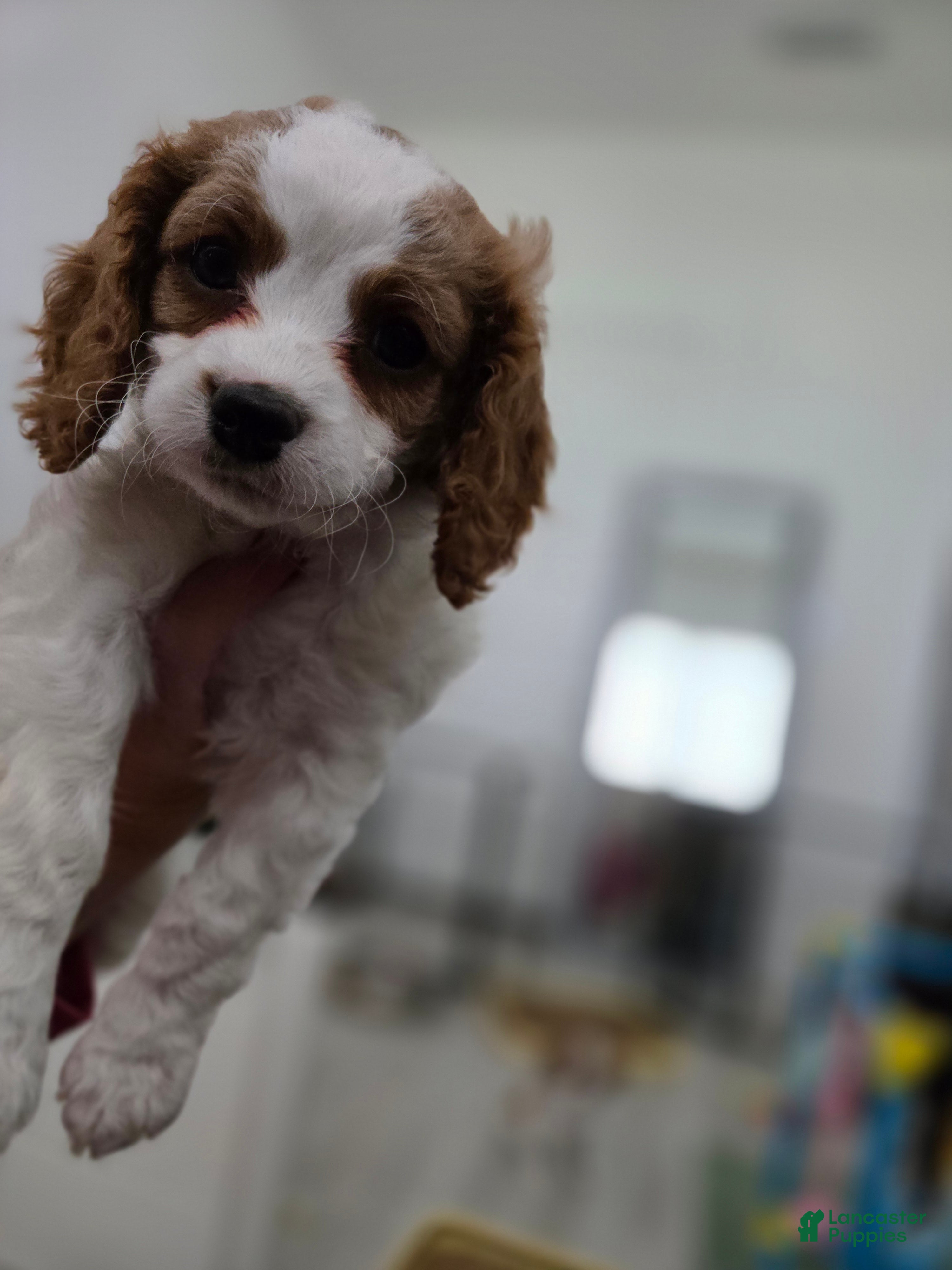 Cavapoo dogs Cavapoo Puppy 5- Mary Catherine - Ad 1