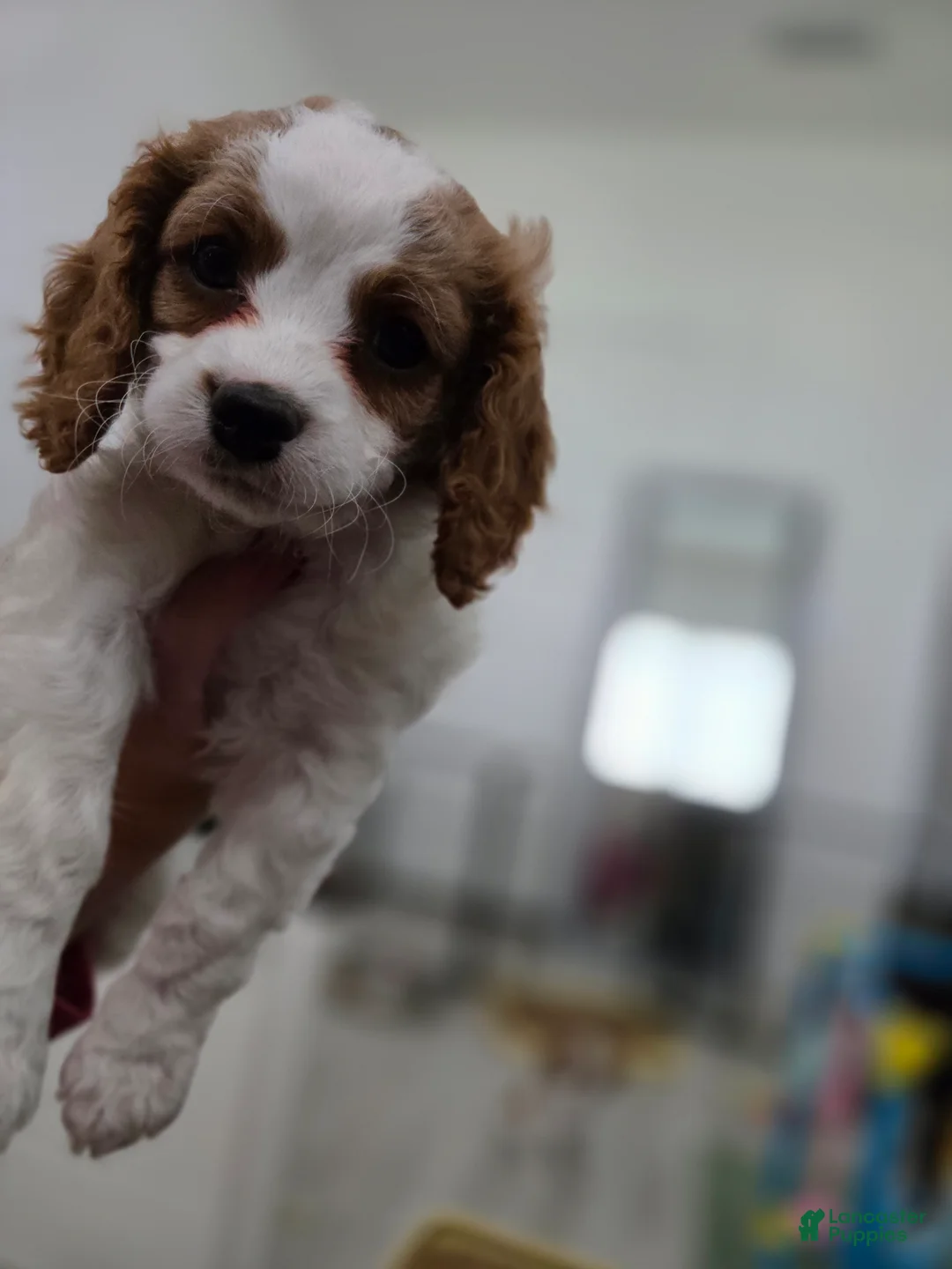 Cavapoo dogs for sale: Cavapoo Puppy 5- Mary Catherine - Ad 2