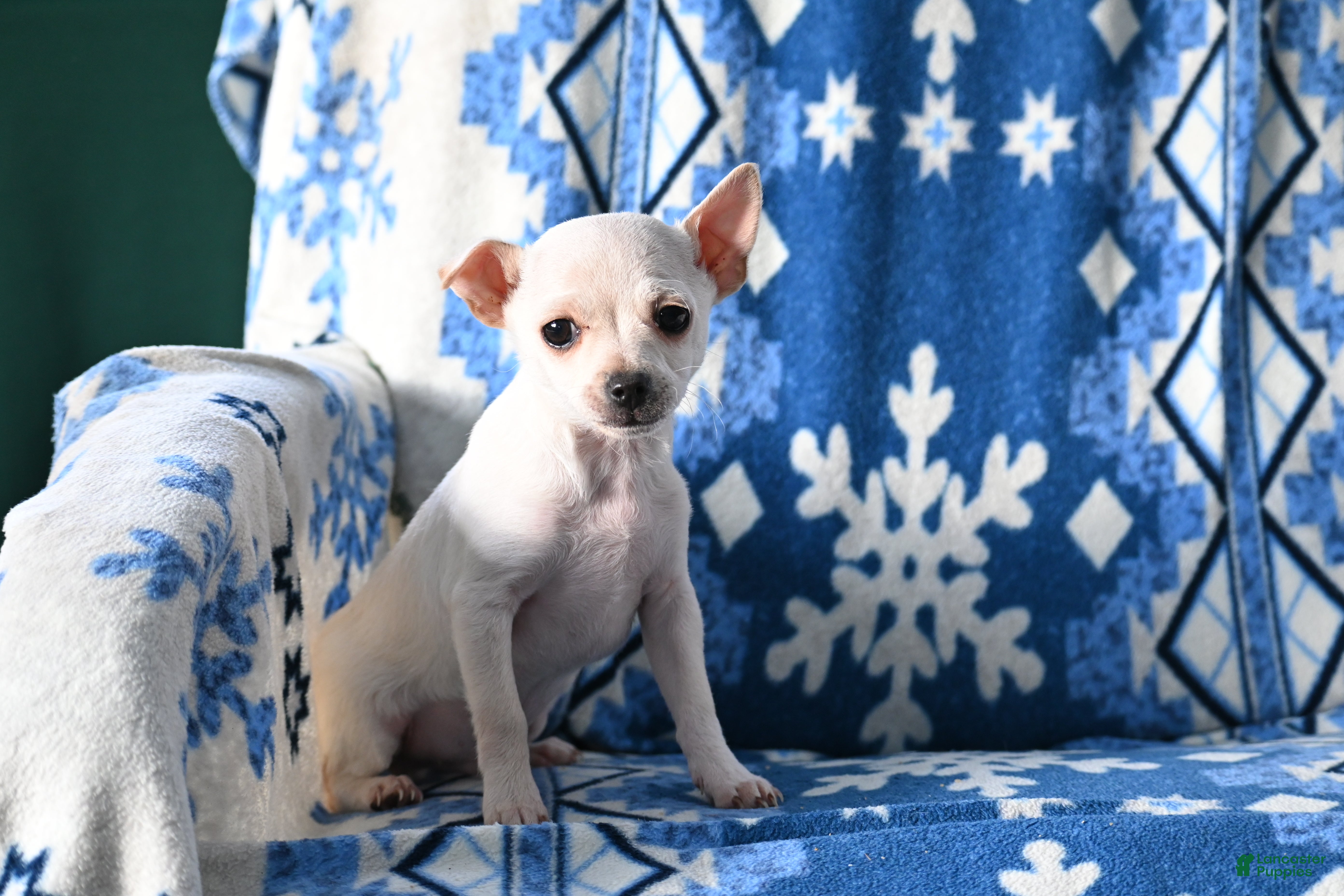 Mixed Breed dogs Dean - Ad 30