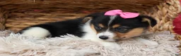 Welsh Corgi Pembroke dogs for sale: Annabelle🎀 - Ad 20