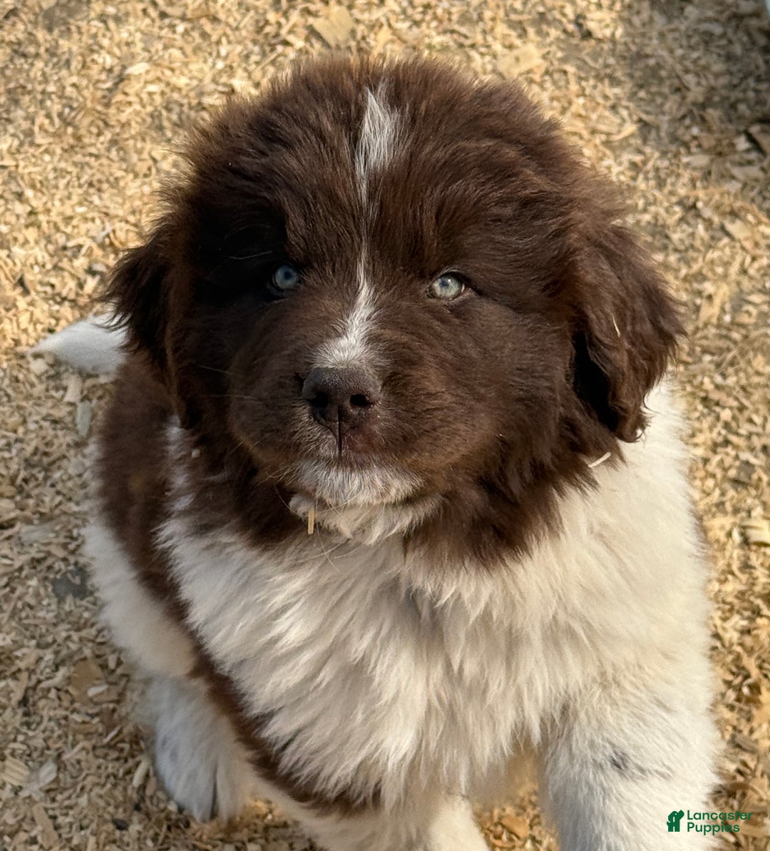Newfoundland dogs for sale: Dancer  - Ad 2