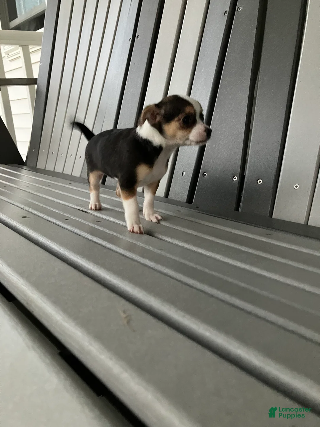 Chihuahua dogs for sale: Akc Tiny - Ad 2