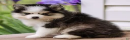 Pomsky dogs for sale: Malcom - Ad 3