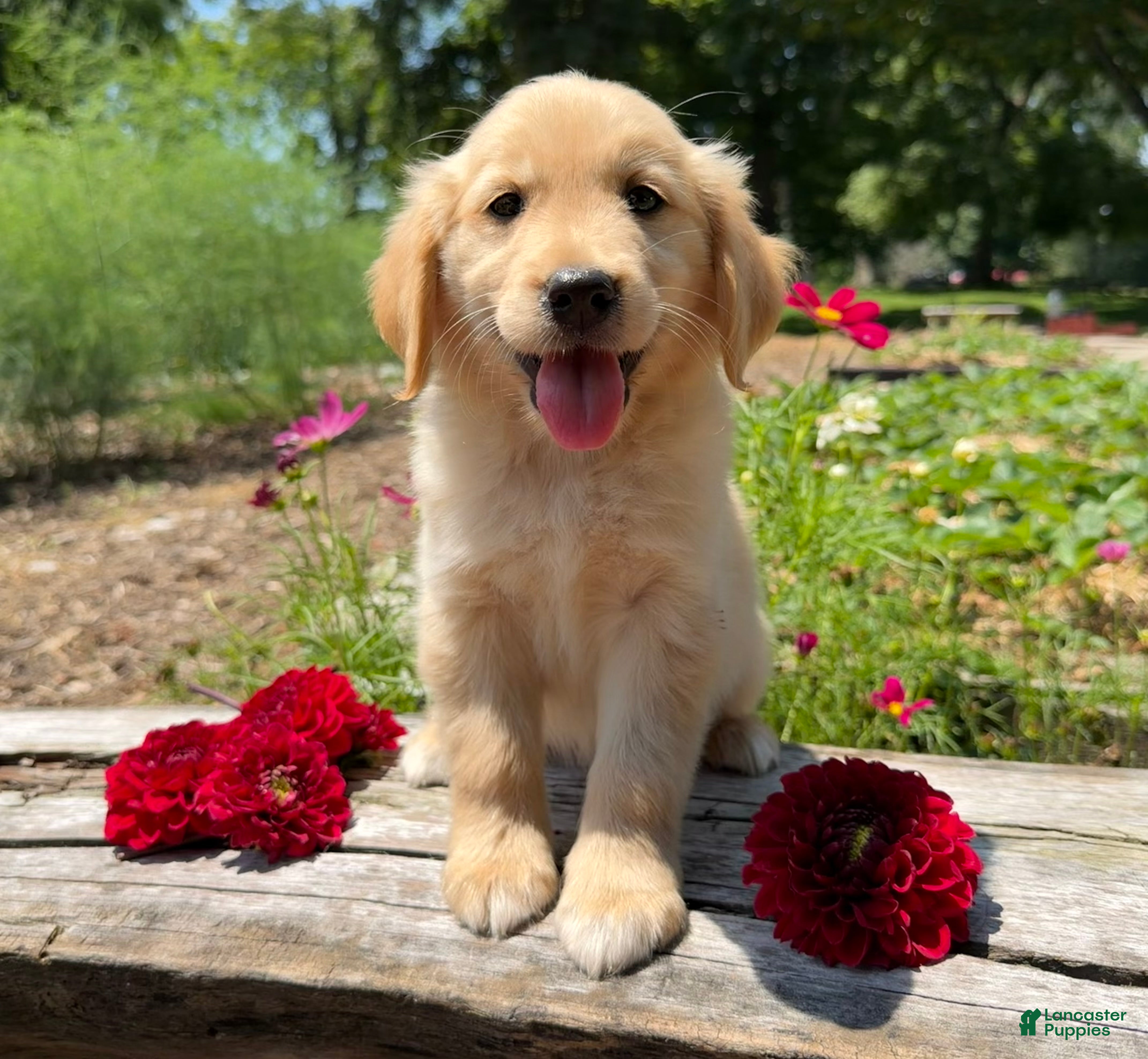Golden Retriever dogs Emily - Ad 1