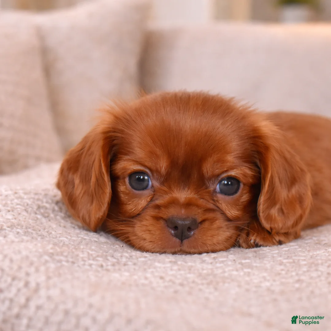 Cavalier King Charles Spaniel dogs for sale: Cider  - Ad 1