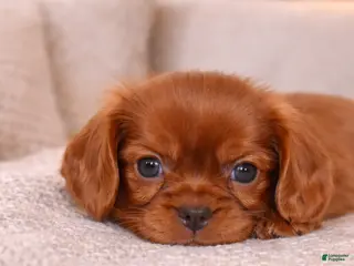 Cavalier King Charles Spaniel dogs Cider - Ad 4