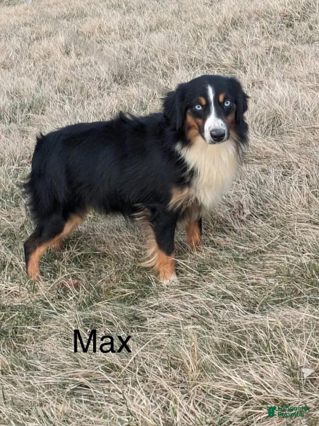 Miniature Australian Shepherd dogs for sale: Joshua - Ad 11