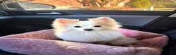 Pomeranian dogs for sale: Pomeranian Puppy 1 - Ad 3