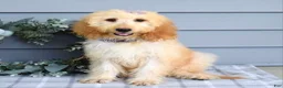 Goldendoodle dogs for sale: Millie - Ad 3