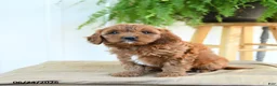 Cavapoo dogs for sale: Fern - Ad 5