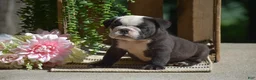 English Bulldog dogs for sale: Smokey - Ad 4