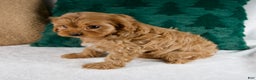 Cavapoo dogs for sale: Bailey - Ad 3