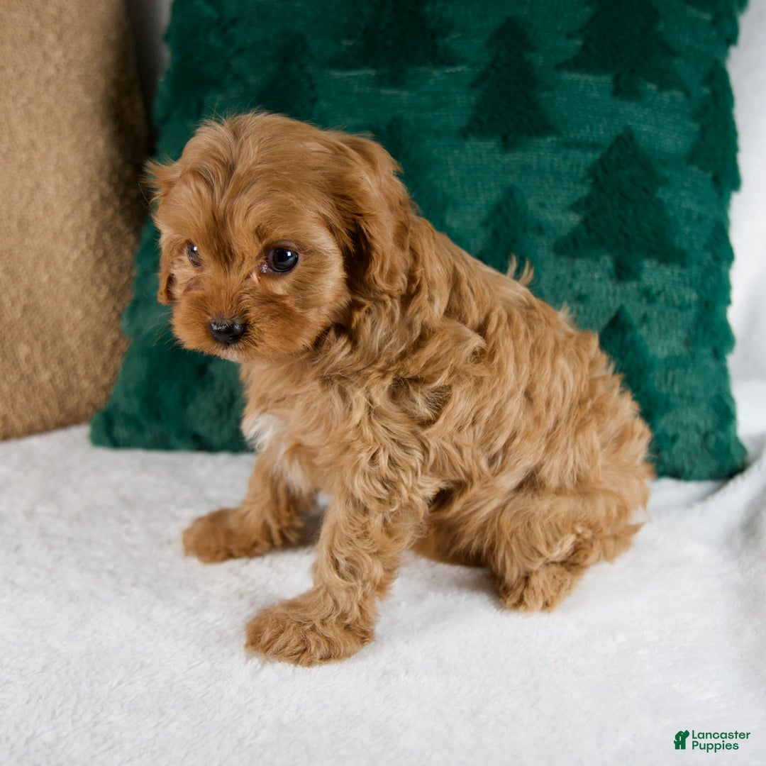 Cavapoo dogs for sale: Bailey - Ad 3