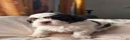 Shihpoo dogs for sale: Okoye - Ad 6