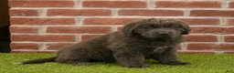 Newfoundland dogs for sale: Rosie - Ad 4