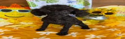 Toy Poodle dogs for sale: Lilly - Ad 3