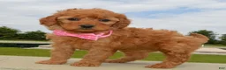 Mini Goldendoodle dogs for sale: Mini Gabby - Ad 12